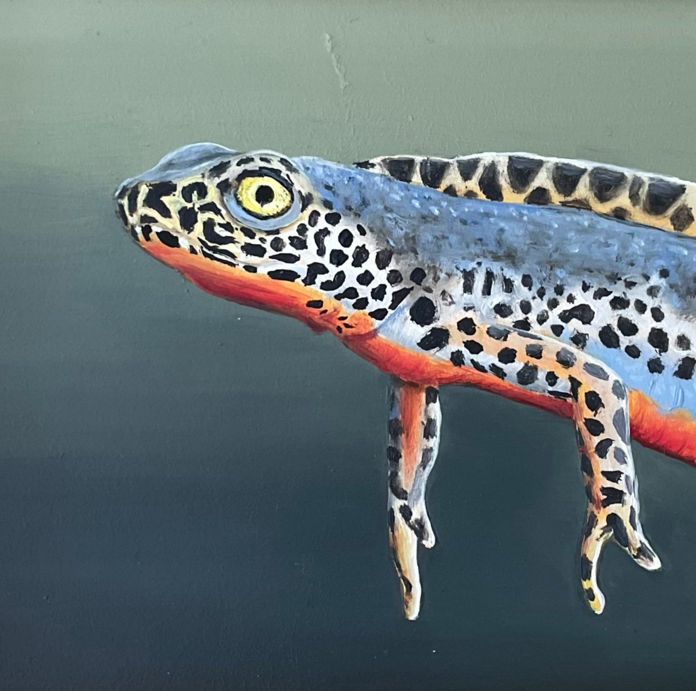 Schilderij Alpenwatersalamander