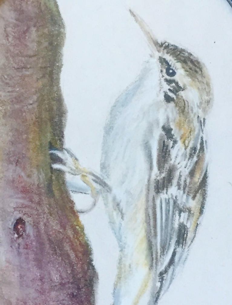 Tekening Boomkruiper
