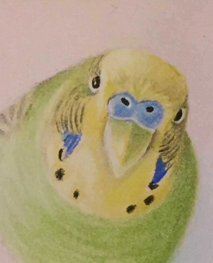 Tekening Parkiet