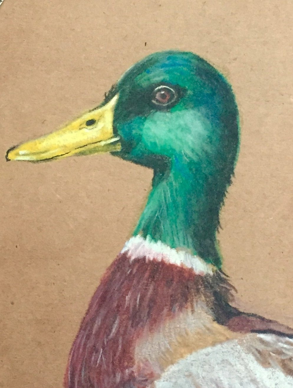 Tekening Wilde eend