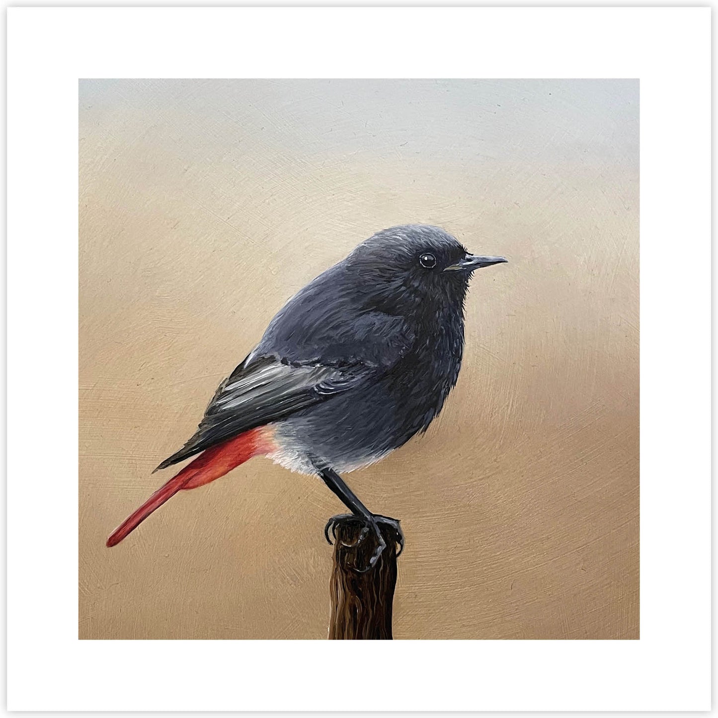 Artcard Zwarte Roodstaart