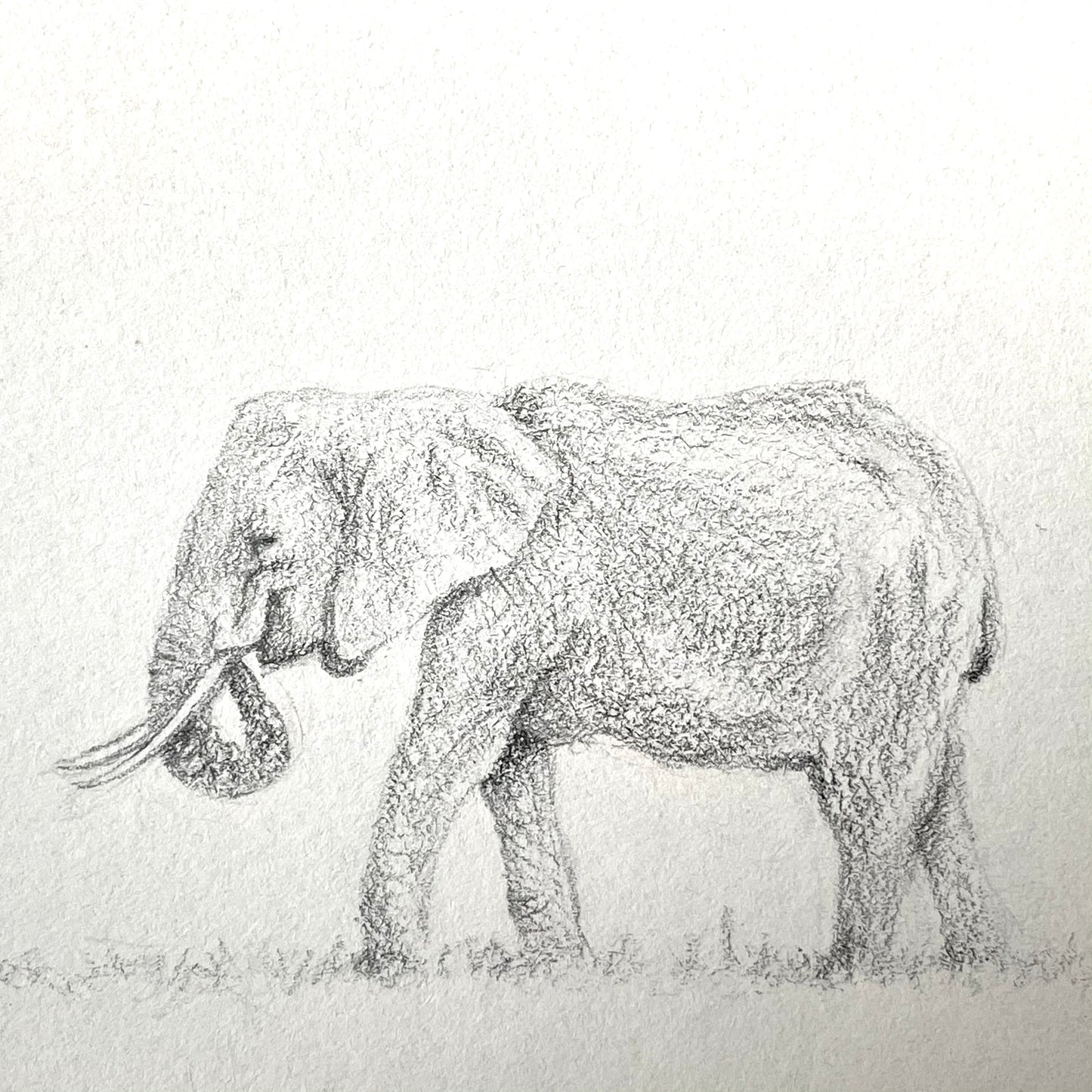 Tekening Olifant