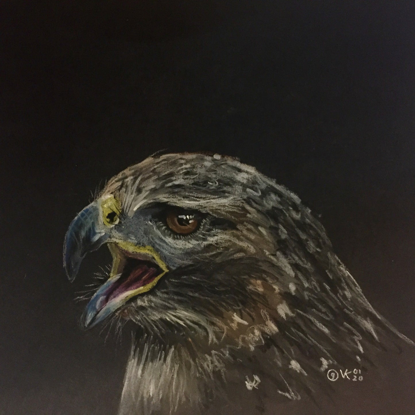 Tekening Buizerd