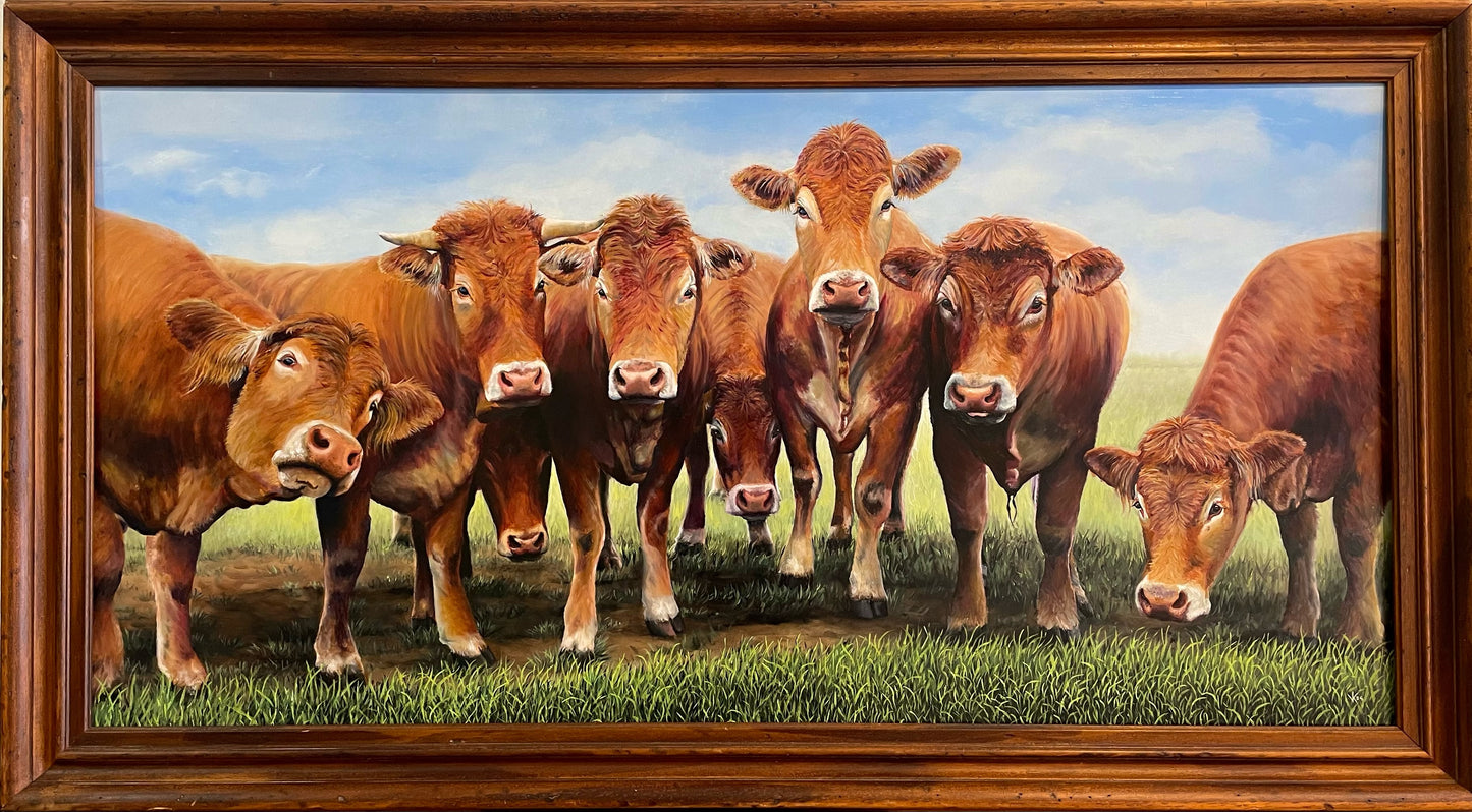 Schilderij Limousin koeien