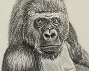 9 januari Gorilla